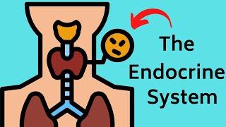 The Endocrine Systems ( Glands and Hormones working together )