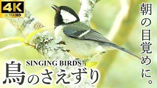 4K natural sound 1hour - bird songs, water