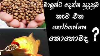 මාලු කෑම ගැන ගොඩක් දේවල් ඉගෙනගමු  [All About Fish Food]  FishFix SriLanka