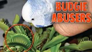 4 Terrible Things People did to their Budgies | Part 1