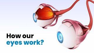 How our eyes work? 3D Guide