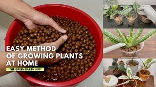 #99 16 Plants that I Have Grown Successfully Without Soil | Houseplants that can Grow Soil Free