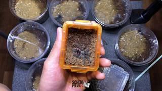 Terrestrial spiderlings rehousing