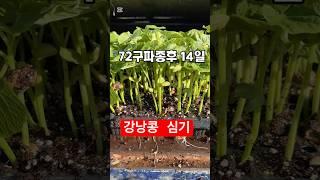 유기농강낭콩심기 #강낭콩 #유기농 #유기농강낭콩 #farming 야채이식기