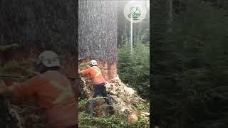 Broken Tree Accident - Watch How It Happened In Slow Motion