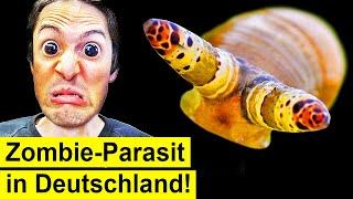 Zombie Parasit in Deutschland - Wie gefährlich ist er?