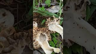 Morchella vulgaris