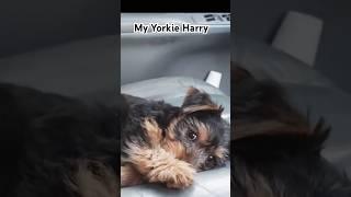 Yorkie boy name Harry.