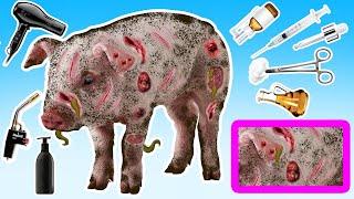 Wounded Pig - Wound treatment, Bathing, Disinfection | ASMR Animation | Animals care Cartoon