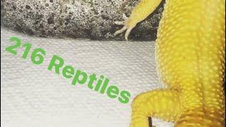 Update On All Ten Of My Leopard Geckos