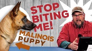 My Malinois Bites Me All The Time! - The Jaded Dog Trainer