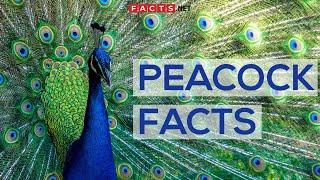 Interesting Facts About Peacocks And Peahens, Or The Peafowls