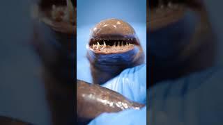 Caecilians - Giant Fanged Worms