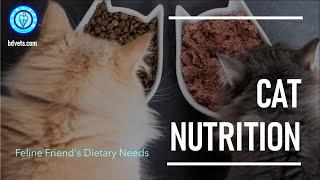 Cat Nutrition: Essential Tips for a Healthy Feline Diet 