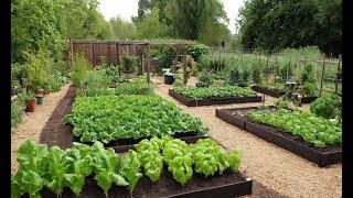 How to Start an Organic Garden: Healthy Living from Your Backyard!