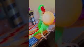 funny parrot talking #comedyshorts #comedy