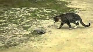 Cat Vs Snake