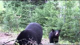 Bears and camera - Caméra et Ours