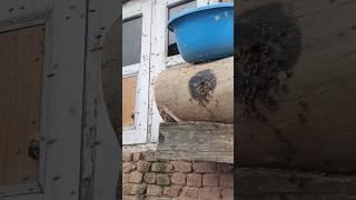 Swarm came In The Log Hive / #shortsfeed #honeybees #beekeeping #catching Swarm