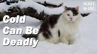 How to Help Stray Cats in Cold Weather