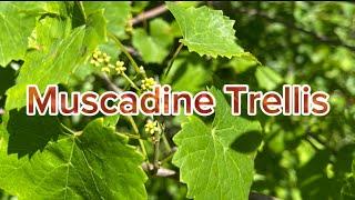 How to Build a Muscadine Trellis Step-by-Step