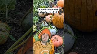 Pumpkin is fruit? 