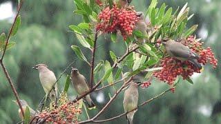 Toyon - California Native Garden - Ep.20