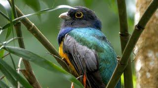 Gartered Trogon and its Call