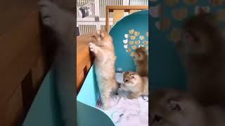 Reino Funny Cates | The best Funny Playing Cats and Dancing Kittens Compilation | Try not to laugh !