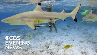 Warming waters may be changing shark migration patterns