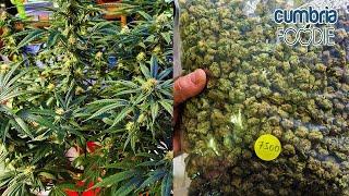 BUYING WEED in your local shopping mall. Thailands crazy new Cannabis craze