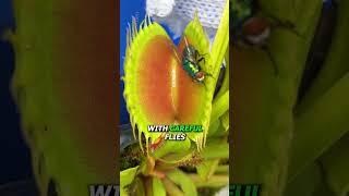 How to Steal From a Flytrap