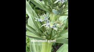 monument plant