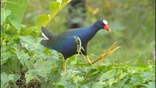 Purple Gallinule in Guatemala