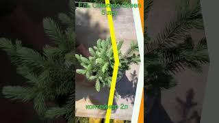 Саженцы ели Colorado Green 5 лет Seedlandia.ru - семена и саженцы декоративных  растений для сада
