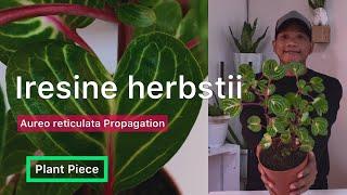 Iresine herbstii | HOW TO PROPAGATE IRESINE? | PlantPiece Ep.05