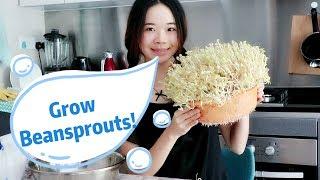 Grow Beansprouts At Home From Seed! [Simple & Fast!]