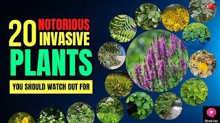 20 Notorious Invasive Plants You Should Watch Out For | Blissed Zone