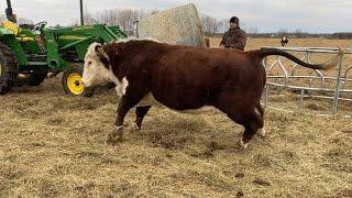 Hereford Bull Gets Rough!