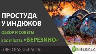 Как лечить простуду у индюков ? Советы из хозяйства Березино.