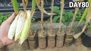 Growing corn in plastic bottles