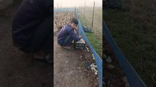 The boy is harvesting ducks from the duck house #boy #duck #harvesting #house