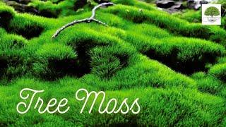 Tree Moss - TN Nursery