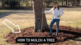 The correct way to mulch a tree