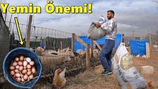 Yumurta Yeminin Önemi!-Civcivlerin Son Durumu!-/Kuzular ve Koçlara Yeşillik!-#koyun #kuzu