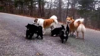 Six Week Old Icelandic Sheepdog puppies