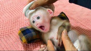 Baby monkey Tina is hot, her mother wipes her body to help cool her down