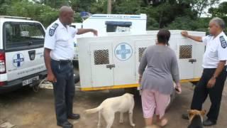 SPCA raids property - 30 Dogs Confiscated