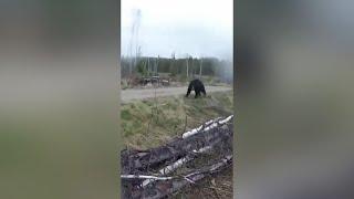  Bear vs. Man ‍️ #shorts