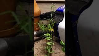 Timelapse- weeds take over